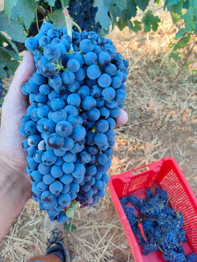 סוברטו Agriturismo Colle Vento מראה חיצוני תמונה