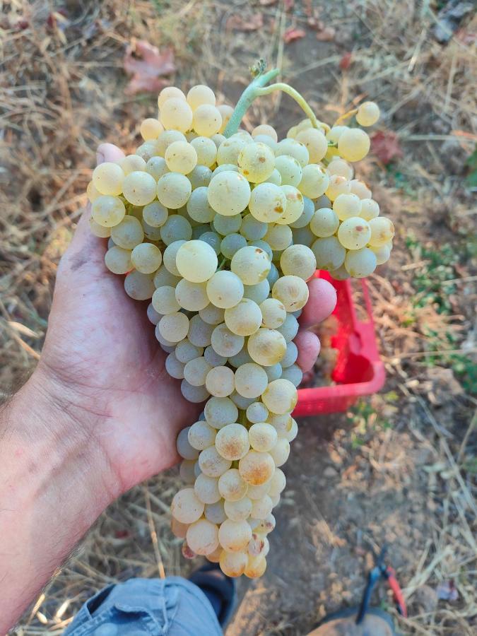 סוברטו Agriturismo Colle Vento מראה חיצוני תמונה